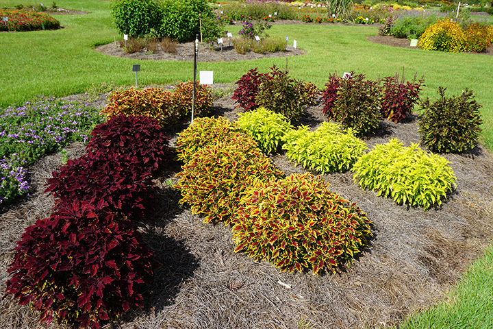 Coleus 2JPG